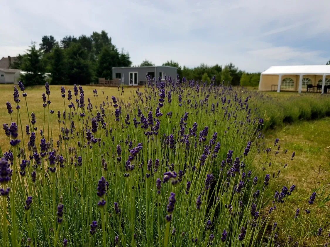 100 m² Lavandervilla Kompleksas Grobiņā, Latvijā image 21