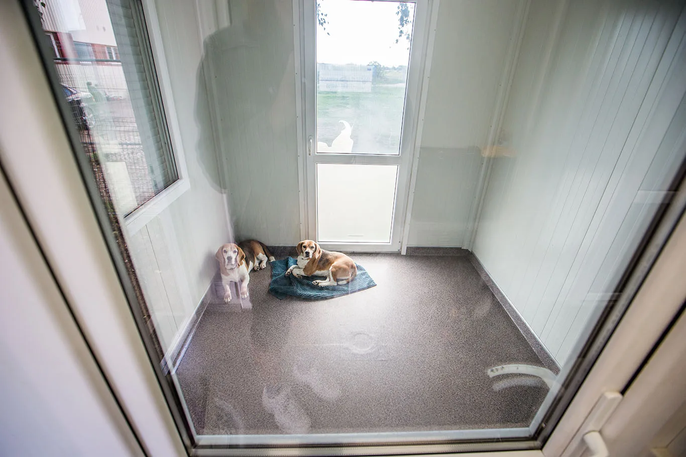 Modular Dog Hotel in Lithuania image 4